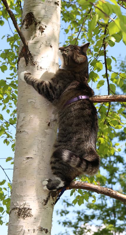 Birds? What birds? I'm just, err, hugging this tree because I love it.