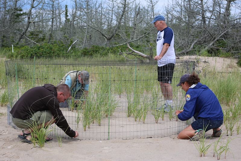 Piping plover monitoring at Ninigret National Wildlife Refuge