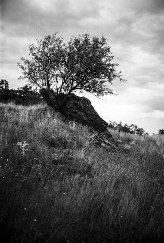 Grim almond tree