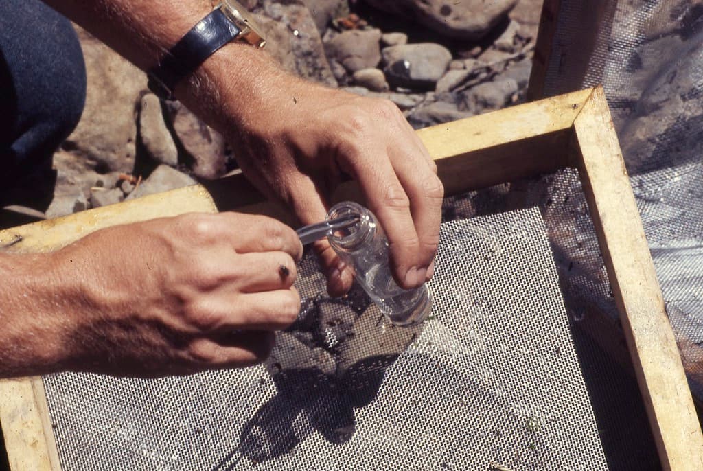 Aquaticinsects, controlproject, ddt