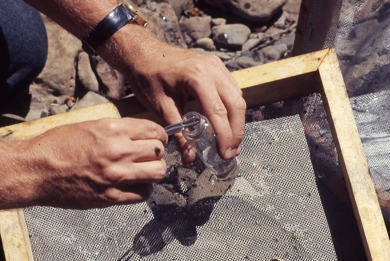 Aquaticinsects, controlproject, ddt