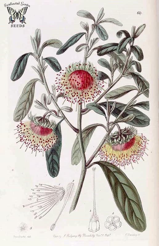 Thcentury, botanicalregister, diplolaenadampieri