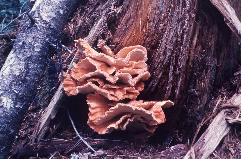 C.1978. Sulphur shelf fungus.