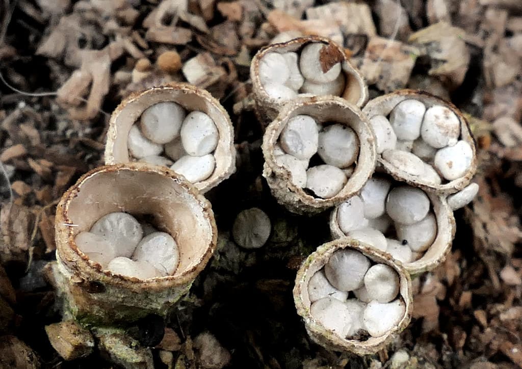 Bird nest fungi.