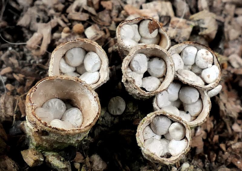 Bird nest fungi.