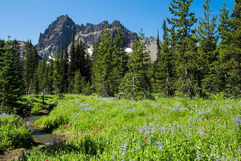 Lower Canyon Creek Meadow