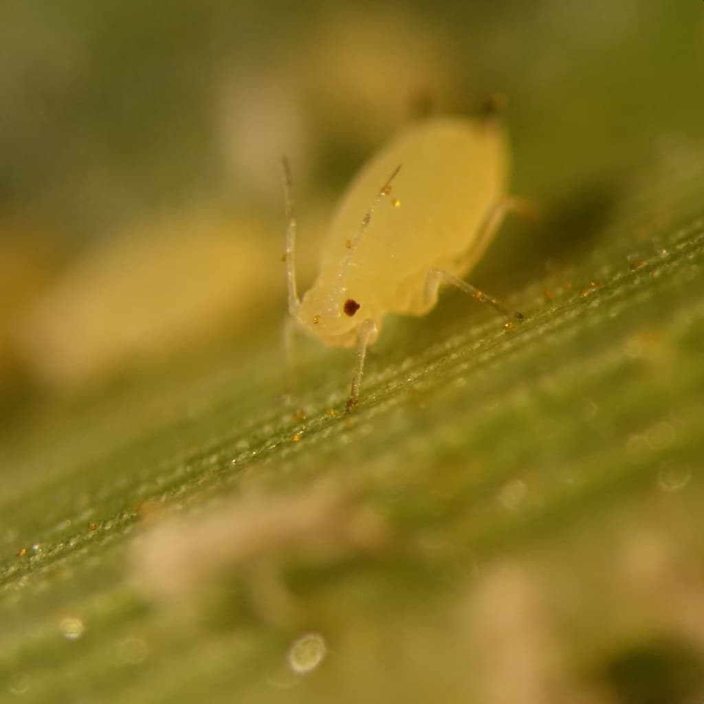 Aphid's antennae and body bearing urediniospores of Puccinia polysora