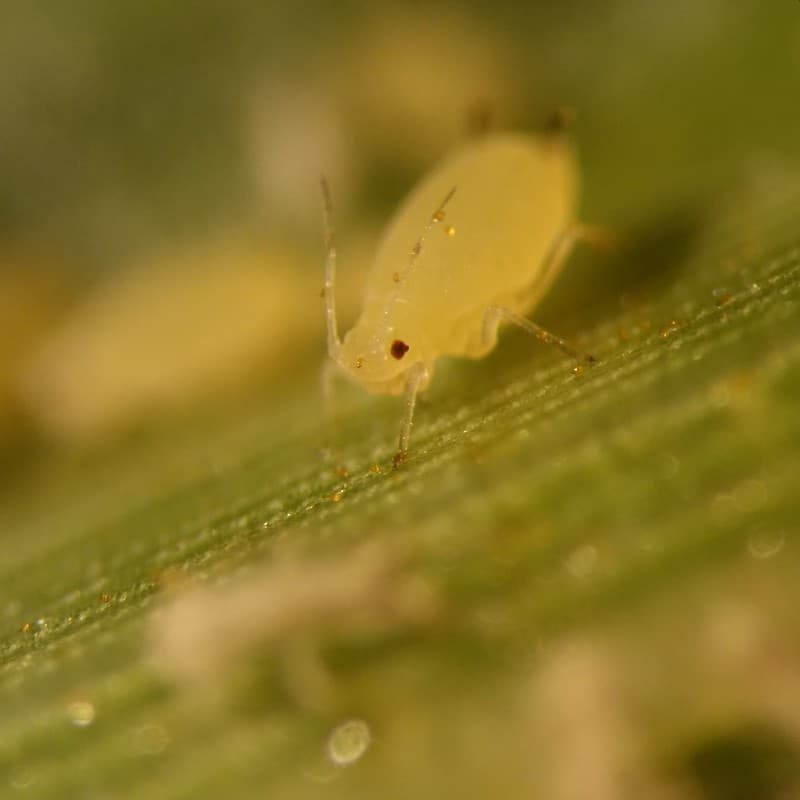 Aphid's antennae and body bearing urediniospores of Puccinia polysora