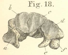 Anatomy, illustrations, medical