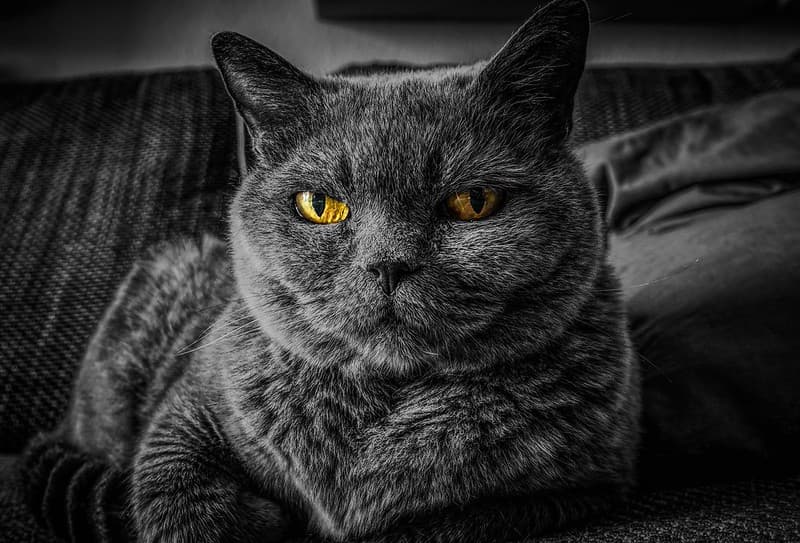 Relaxing Cat