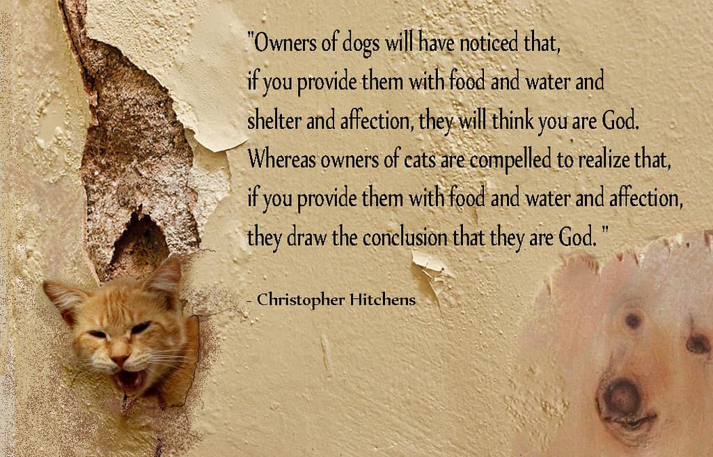 Dog and Cat about God