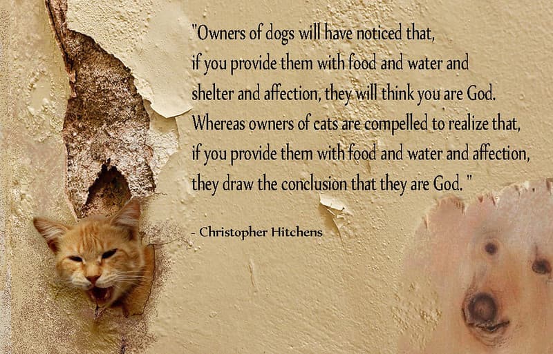 Dog and Cat about God