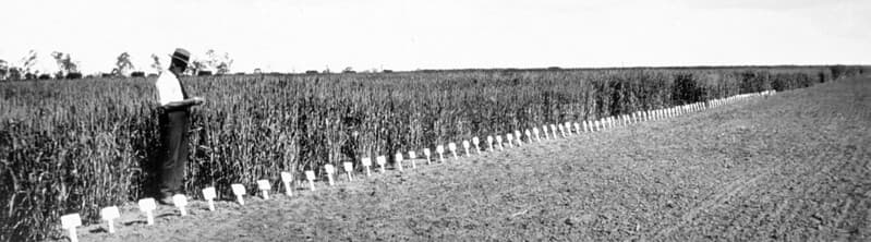 Wheat experiment test plots, State Farm, Roma,, c 1930