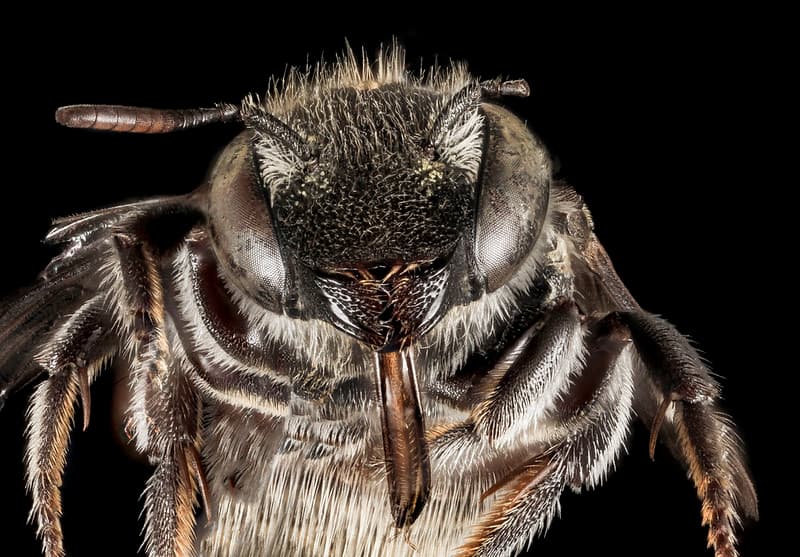 Aegean, bee, bees