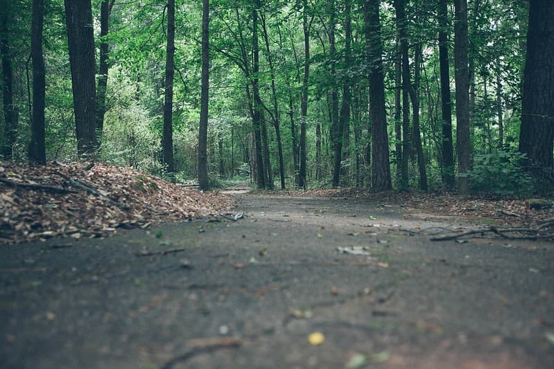 Path in Green Forest