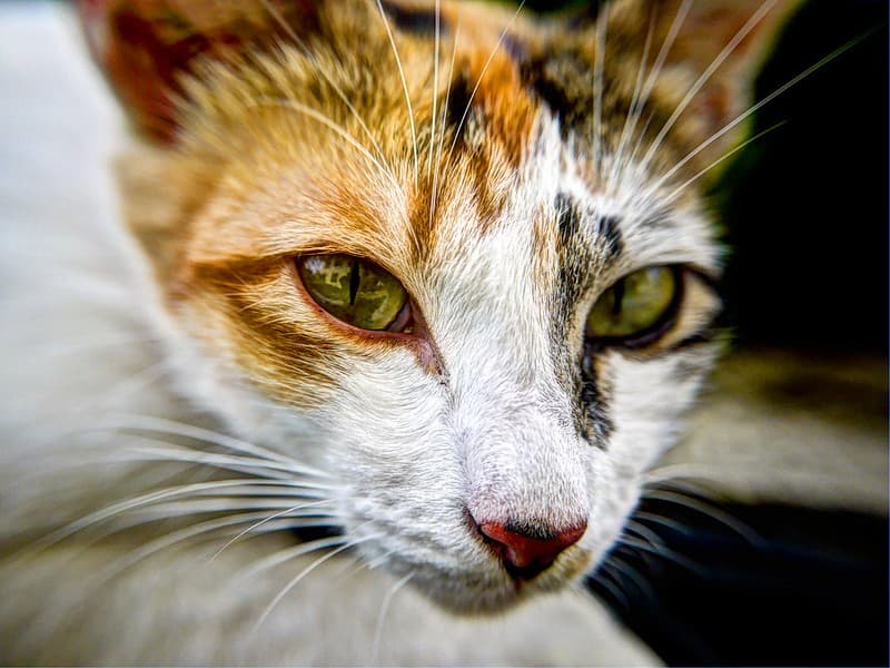 Portrait of Calico Cat