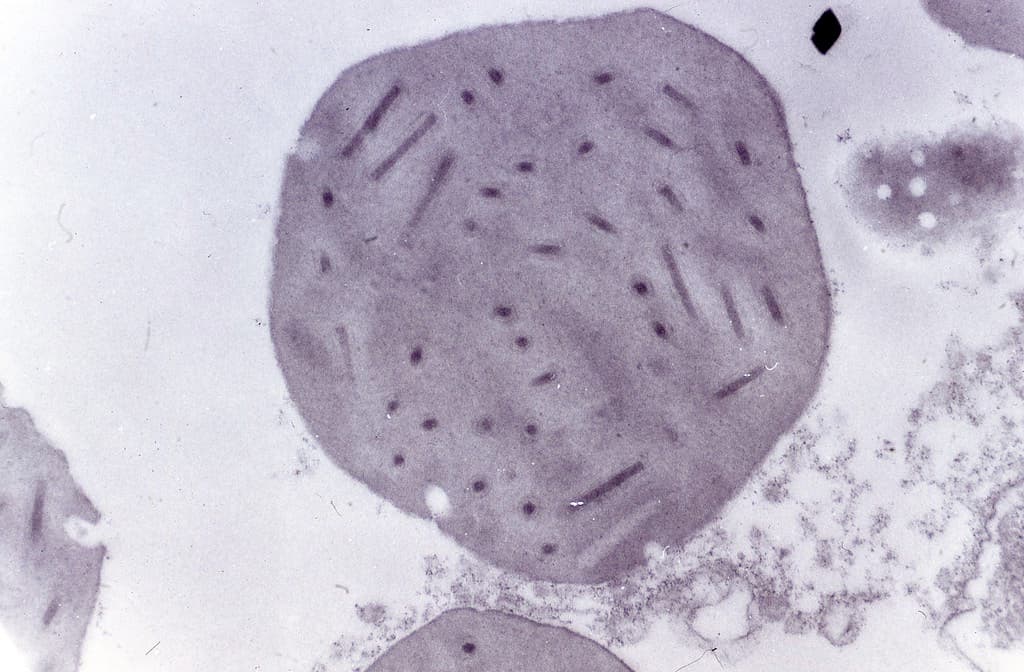 Biocontrol, electronmicroscope, forestentomology