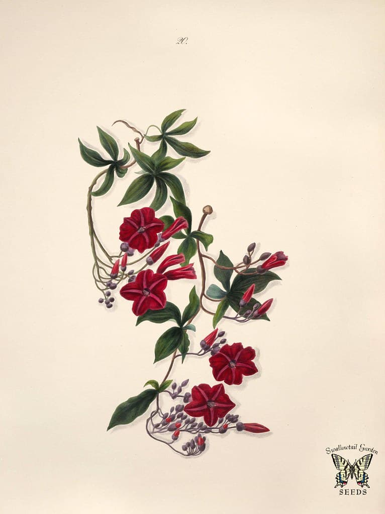 Thcentury, botany, brazilianflowers
