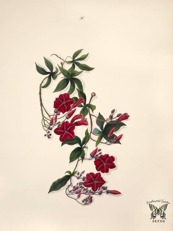 Thcentury, botany, brazilianflowers