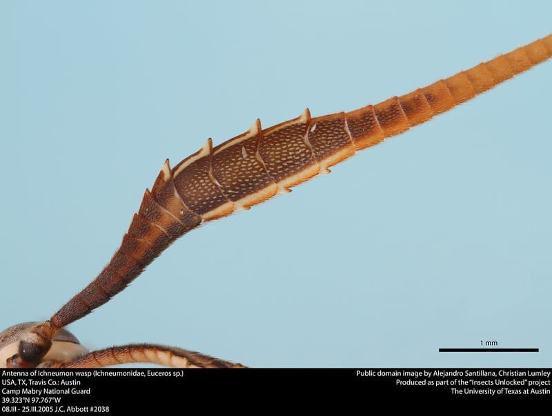 Antenna of Ichneumon wasp (Ichneumonidae, Euceros sp.)