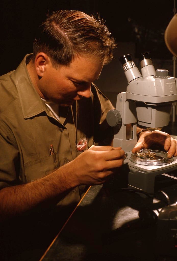 1965. Forest entomologist Robert E. Dolph with a microscope.