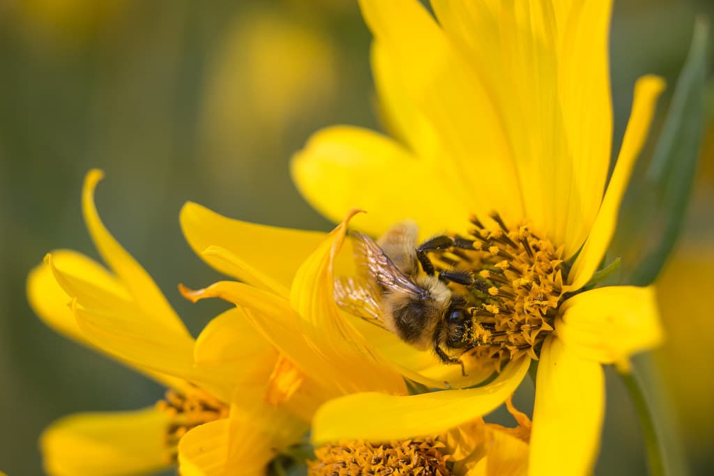 Flower, pollination, robberfly