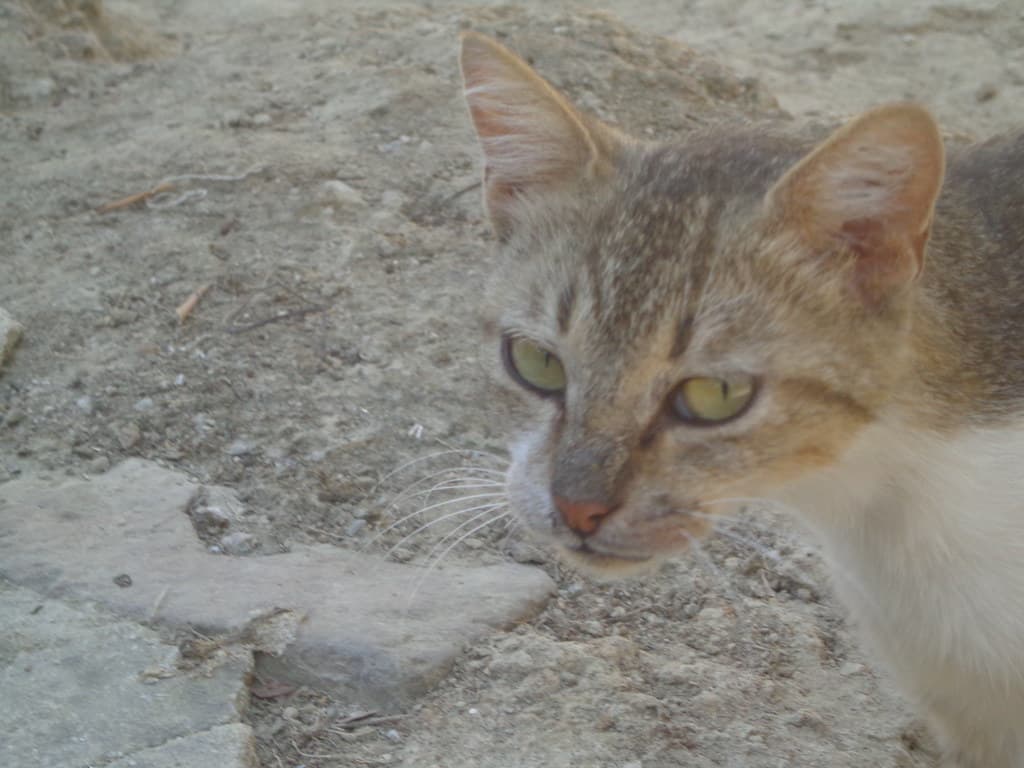 Cat