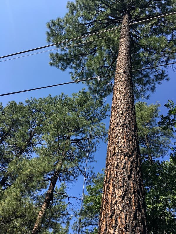 Pine Wires