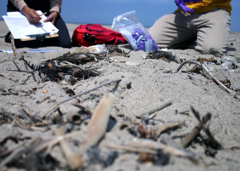 Beachcombers, citizenscience, data