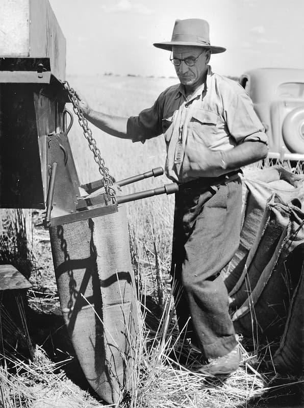Bagging wheat, 'Glenora Downs', c 1954
