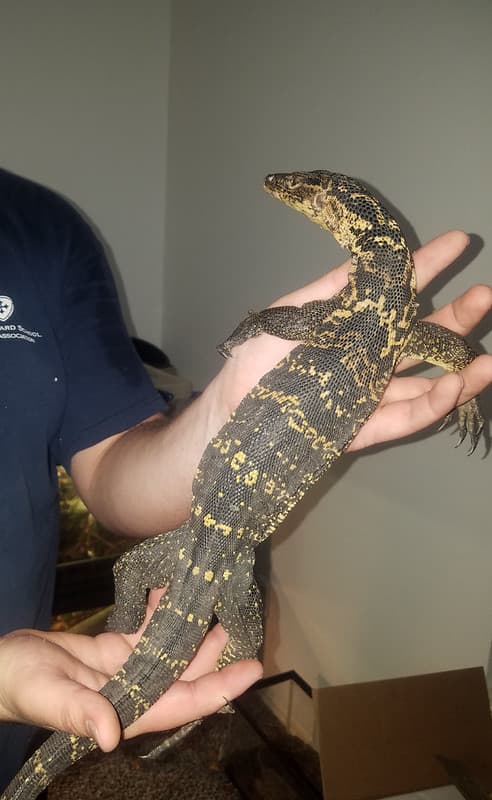 Philippine monitor lizard
