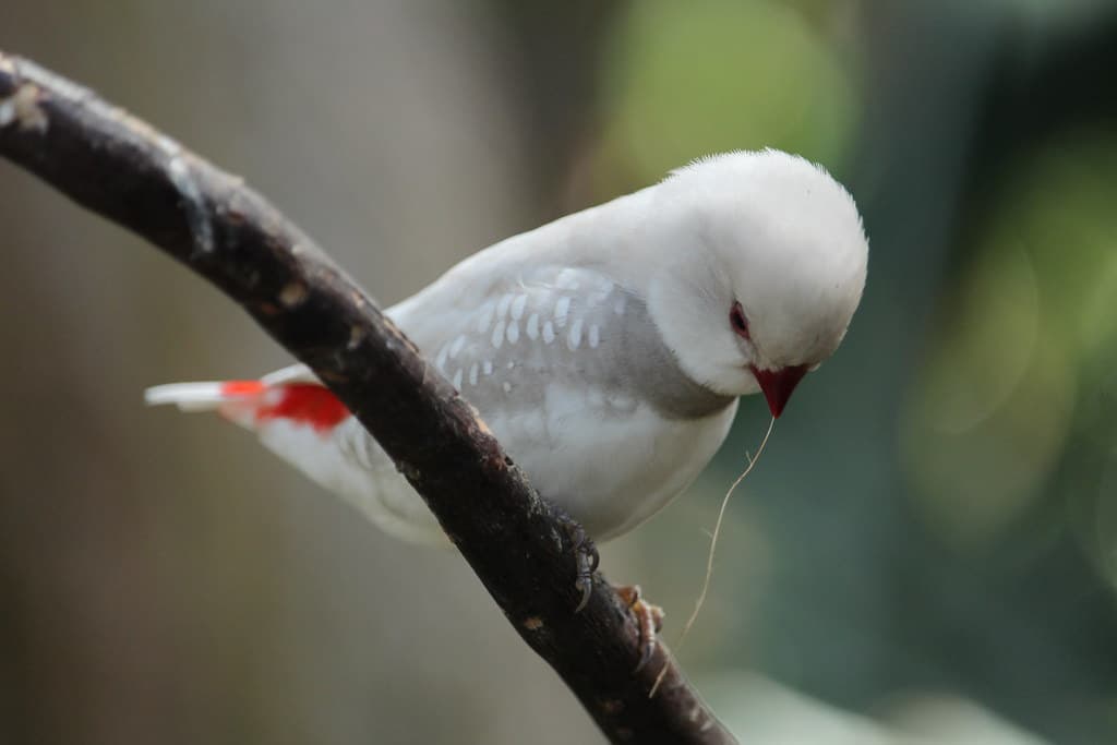 Busy Bird