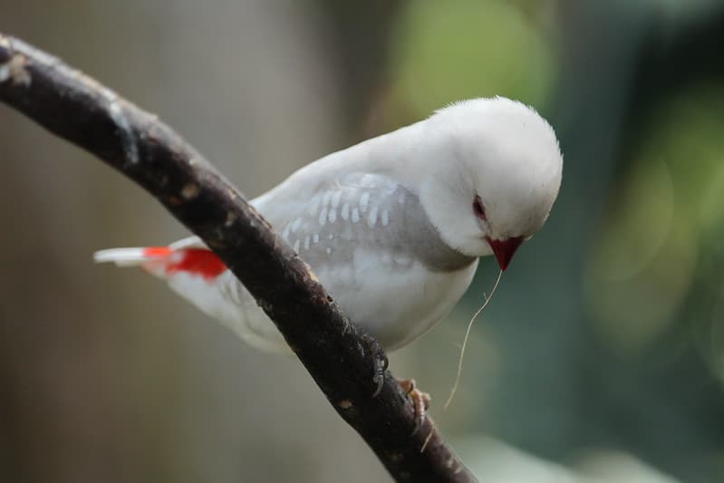 Busy Bird