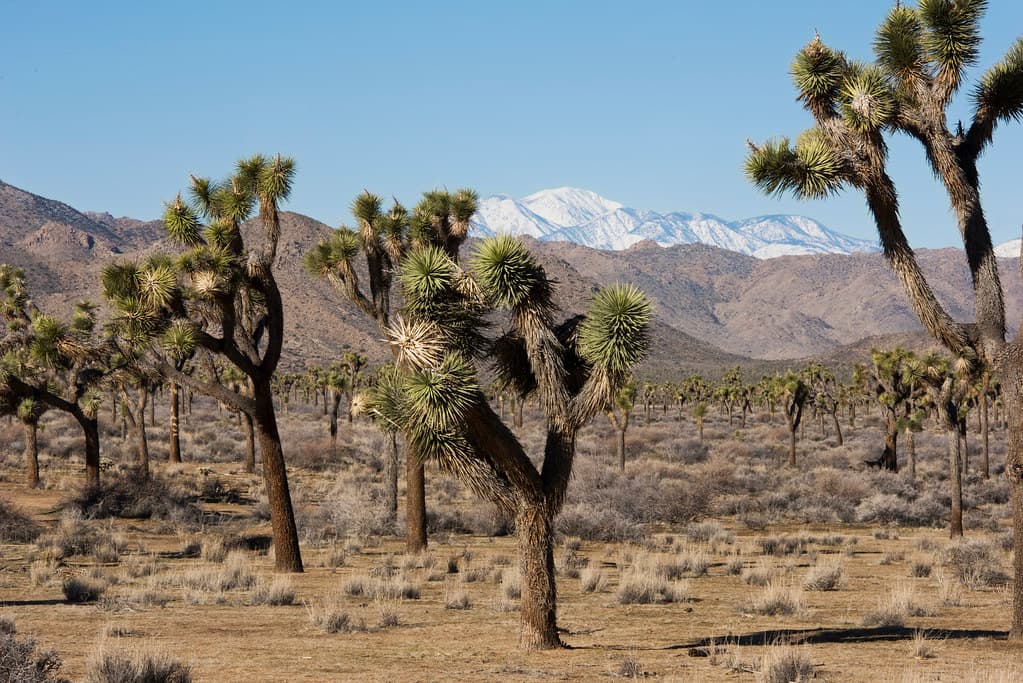 Joshua trees and snow capped mountains
