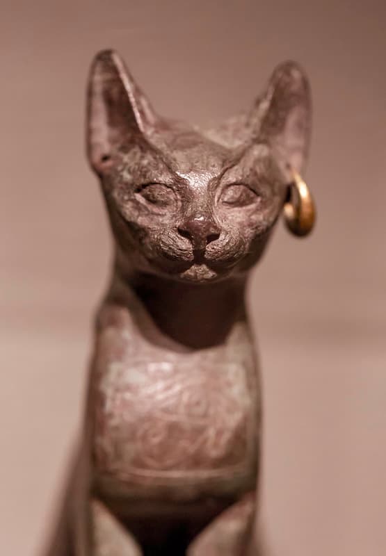 Egyptian Cat