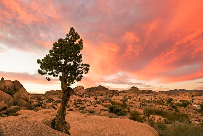 Juniper at Sunset