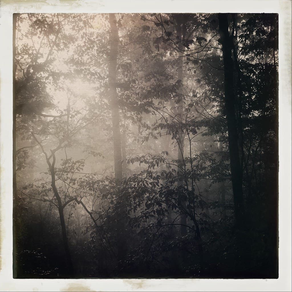 Dream Forest