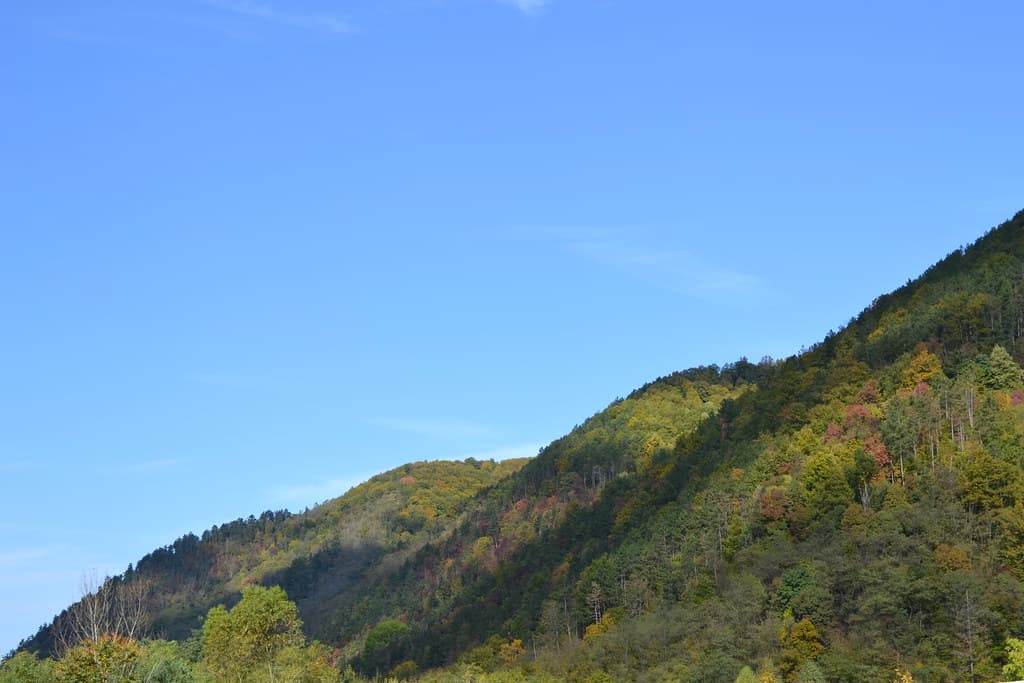 Forest