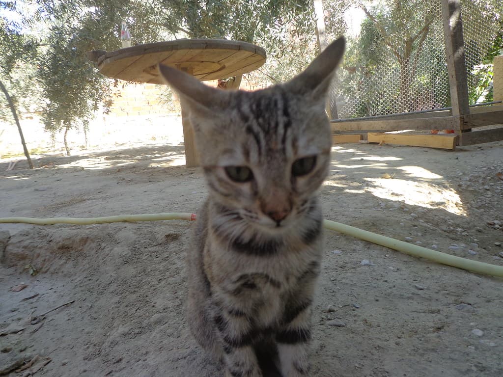 Cat