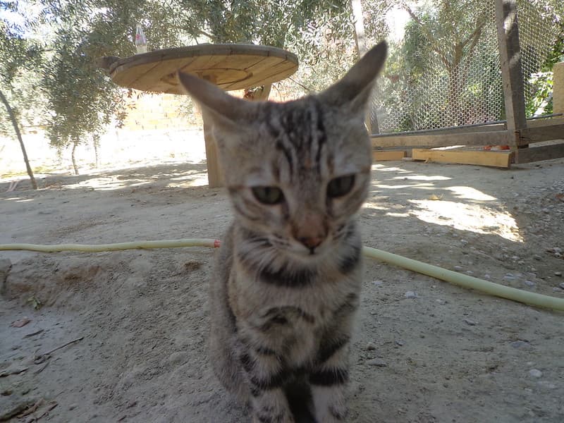 Cat
