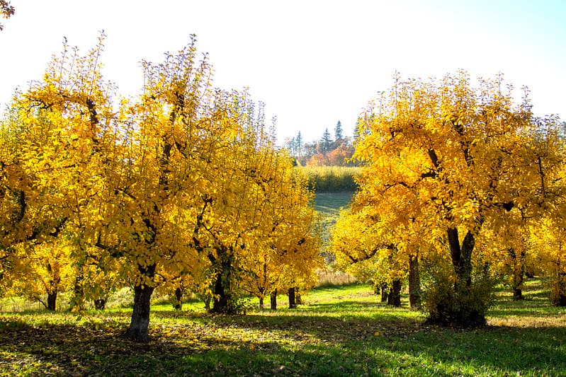 Orchard trees in autumn, Oregon