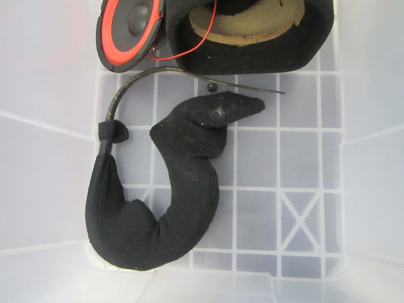 Philippine monitor lizard in sock