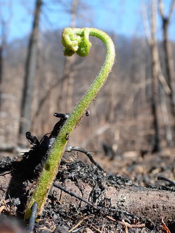 Fern Resprout Eagle Creek Fire