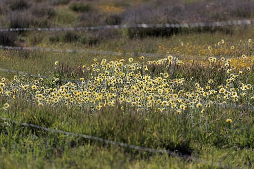 Tidy Tips and Barbed Wire by Richard Pradenas