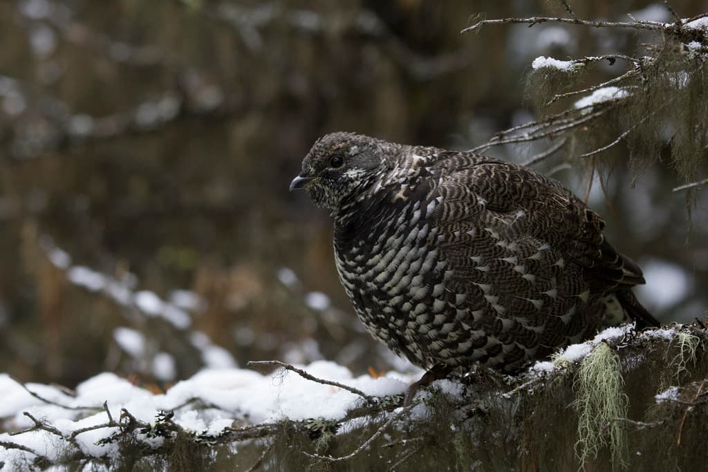 First-snow-5427