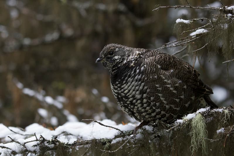 First-snow-5427