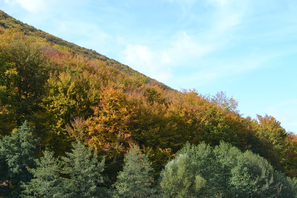 Forest
