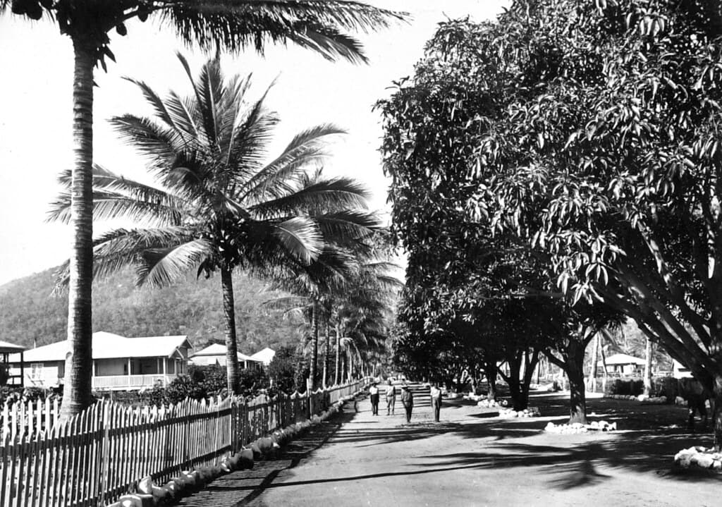 Main Street Palm Island showing mango trees and palms
