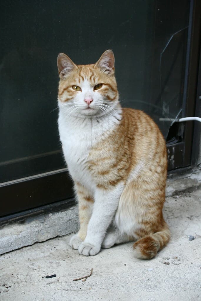 Ko-short-cat