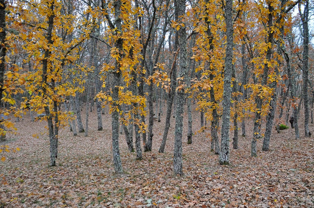 Golden forest